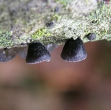 Resupinatus alboniger image