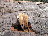 Artomyces piperatus image