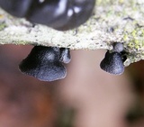 Resupinatus alboniger image