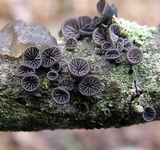 Resupinatus alboniger image