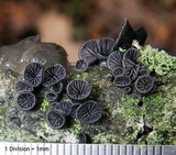 Resupinatus alboniger image