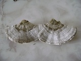 Trametes hirsuta image