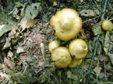 Cortinarius distans image