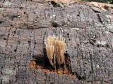 Artomyces piperatus image