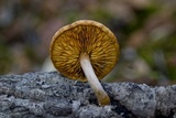 Gymnopilus suberis image