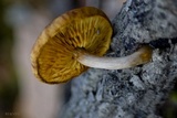 Gymnopilus suberis image