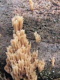 Artomyces piperatus image