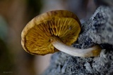 Gymnopilus suberis image