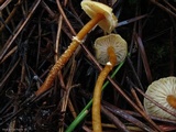 Cystoderma amianthinum image