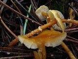 Cystoderma amianthinum image