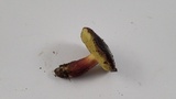 Xerocomellus atropurpureus image