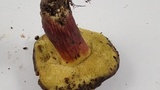 Xerocomellus atropurpureus image