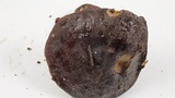 Xerocomellus atropurpureus image