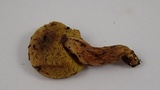 Boletus subtomentosus image