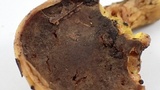 Boletus subtomentosus image