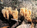 Artomyces piperatus image