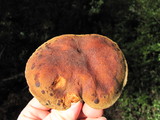 Phylloporus arenicola image