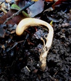Clavariadelphus subfastigiatus image