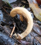 Clavariadelphus subfastigiatus image