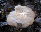 Lactarius argillaceifolius var. megacarpus image