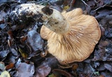 Lactarius argillaceifolius image