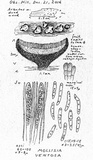 Mollisia ventosa image