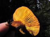 Phylloporus arenicola image