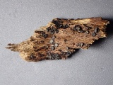 Mollisia ventosa image