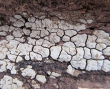 Xylobolus frustulatus image