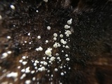 Lachnum virgineum image