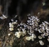 Lachnum virgineum image