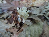 Lentaria micheneri image