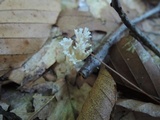 Lentaria micheneri image