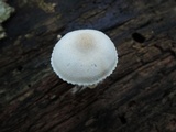 Pluteus tomentosulus image