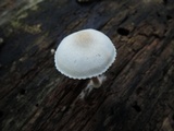 Pluteus tomentosulus image