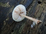 Pluteus tomentosulus image