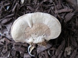 Trametes pubescens image