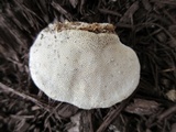 Trametes pubescens image