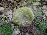 Russula variata image