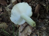 Russula variata image