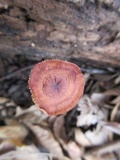Rhizomarasmius pyrrhocephalus image