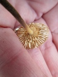 Rhizomarasmius pyrrhocephalus image