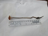 Rhizomarasmius pyrrhocephalus image