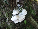 Oxyporus populinus image