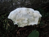 Oxyporus populinus image