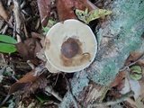 Hydnellum spongiosipes image