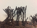 Xylaria arbuscula image