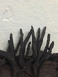 Xylaria arbuscula image