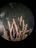 Xylaria arbuscula image