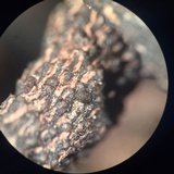 Xylaria arbuscula image